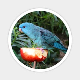 Blue Lineolated Parakeet on the Big Apple Magnet